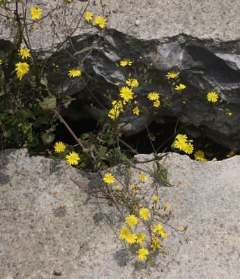 北川废墟鲜花又开
